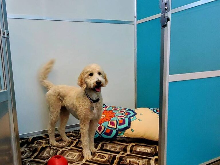 Dog Boarding and Daycare for Gig Harbor Biscuits Doggie Daycare