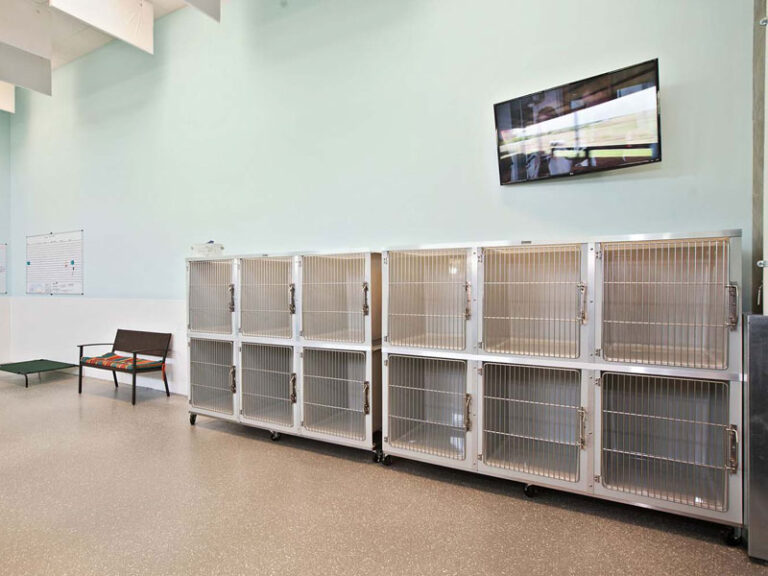 About Us Biscuits Doggie Daycare WA