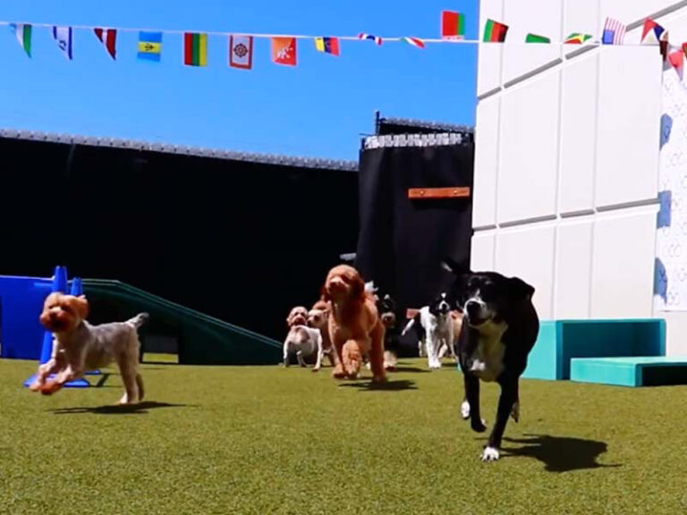 Pet Photo Gallery Biscuits Doggie Daycare WA